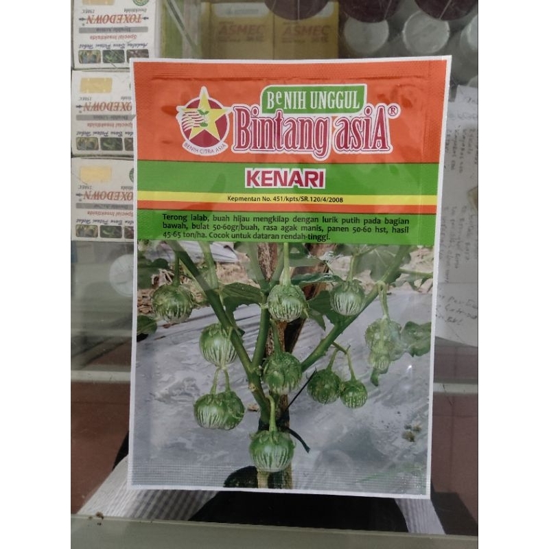 benih bibit terong bulat kenari terong hijau bintang asia