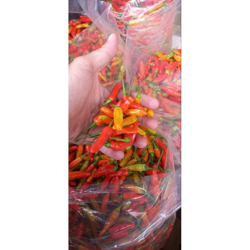 

Rawit Merah Bagindo farm