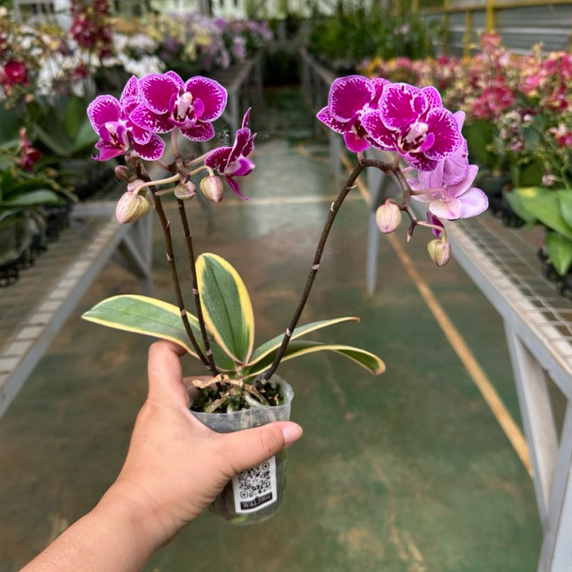 Anggrek Bulan Mini - Phal Chia En Yenlin var Varigata