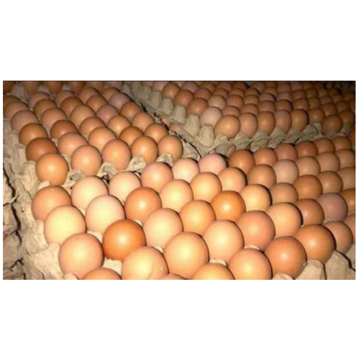 

TELUR AYAM Biasa Chicken Egg Eggs isi 6 pcs