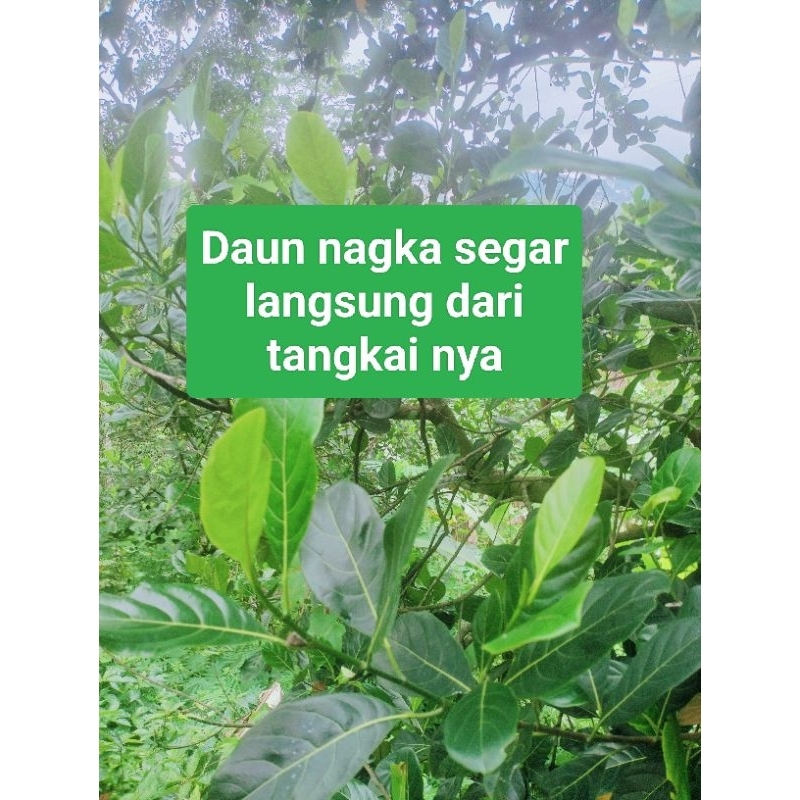 

Daun nangka segar Fress 100 lembar