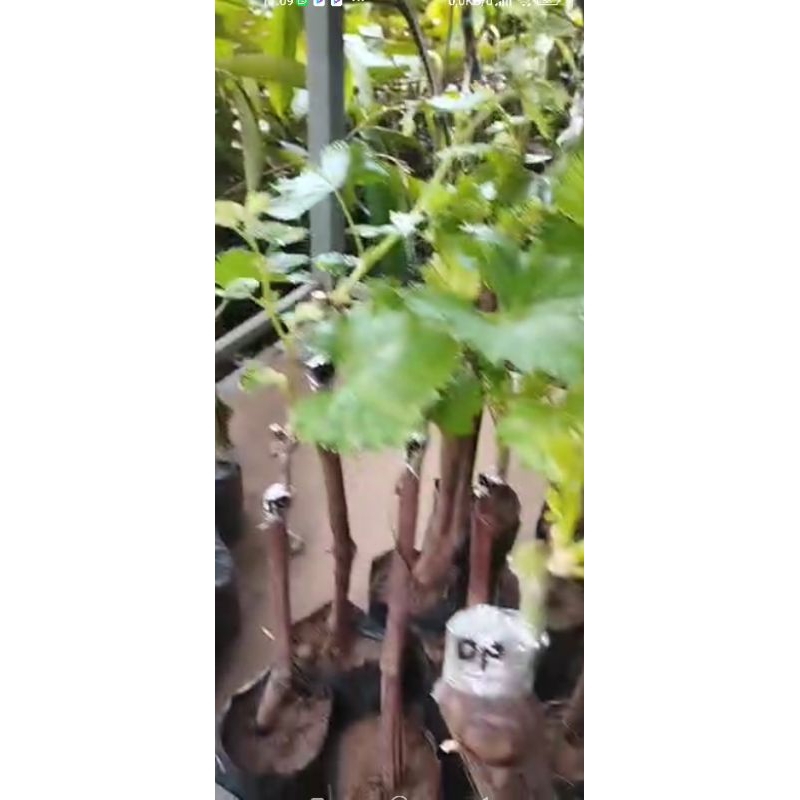 

anggur import