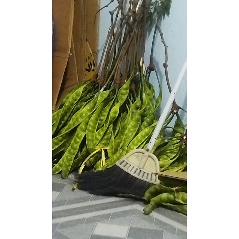 

petai fresh/pete boyolali 10 lonjor/1kg