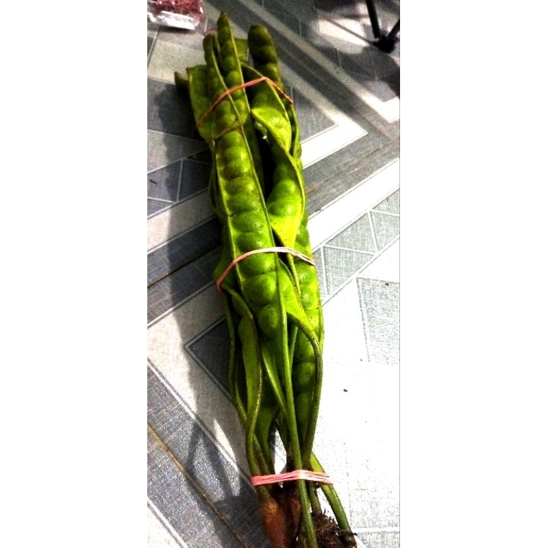 

petai fresh per lonjor