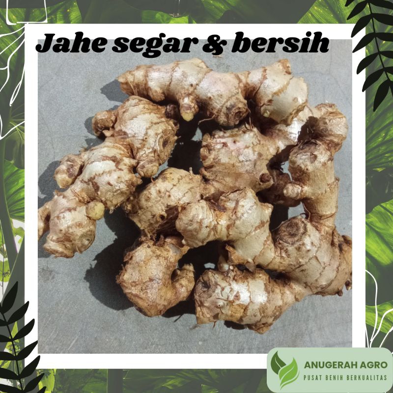 

Jahe segar bersih sudah dicuci