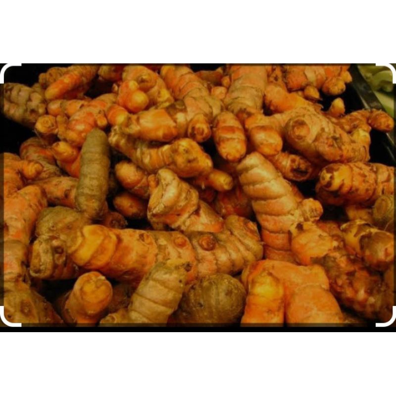 

KUNYIT BUMBU 500gr/ KUNIR SEGAR/BUMBU REMPAH