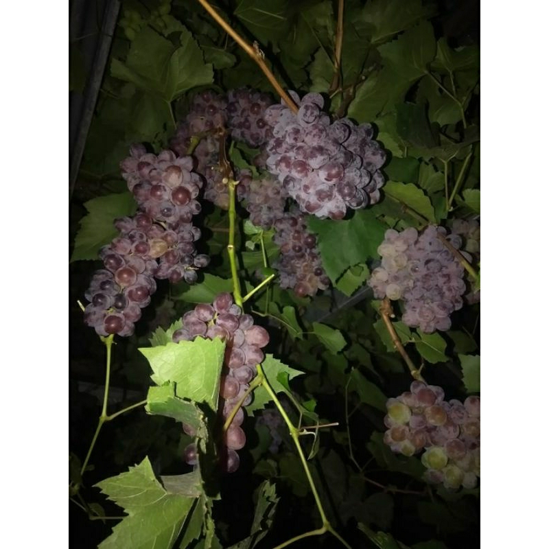 

Pohon Anggur Jupiter / Yupiter