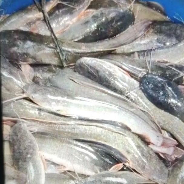 

Lele Segar, Sudah Bersih ( Bukan Frozen )