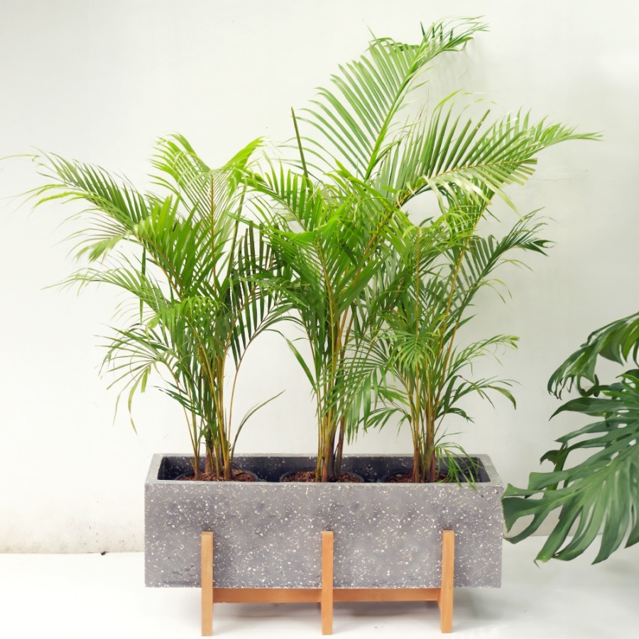 PLANTER BOX TERAZZO + PALM KUNING