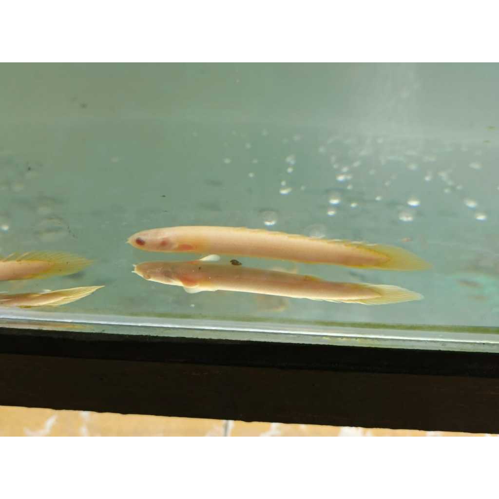 Ikan Palmas Albino  Ukuran 10 cm