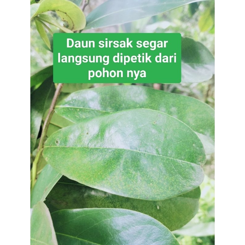 

Daun sirsak segar langsung di petik dari pohon nya 1 kg