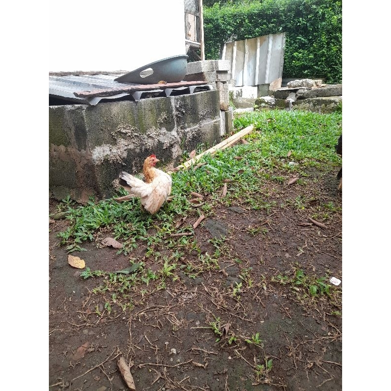 ayam serama sepasang indukan