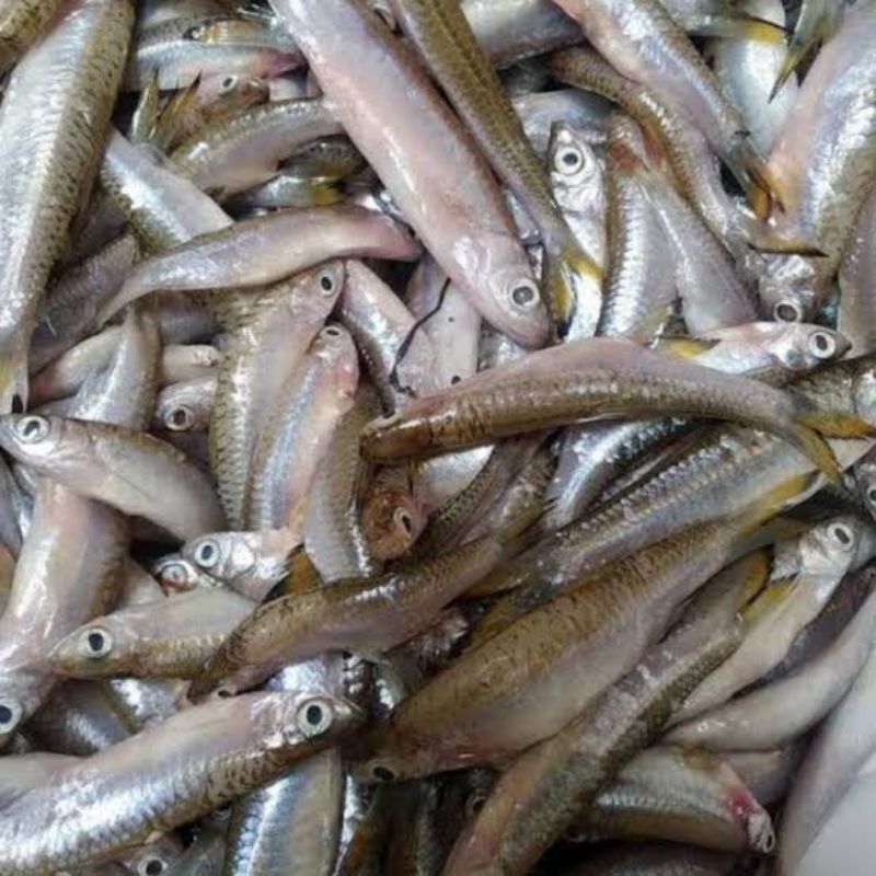 

Ikan Seluang Segar