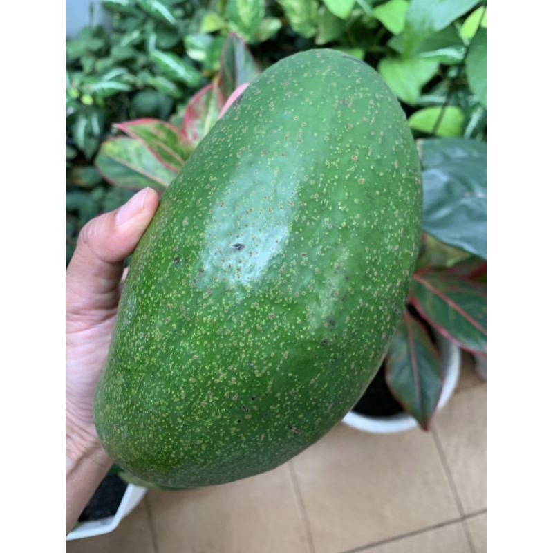 

ALPUKAT PAMELING 1 KG