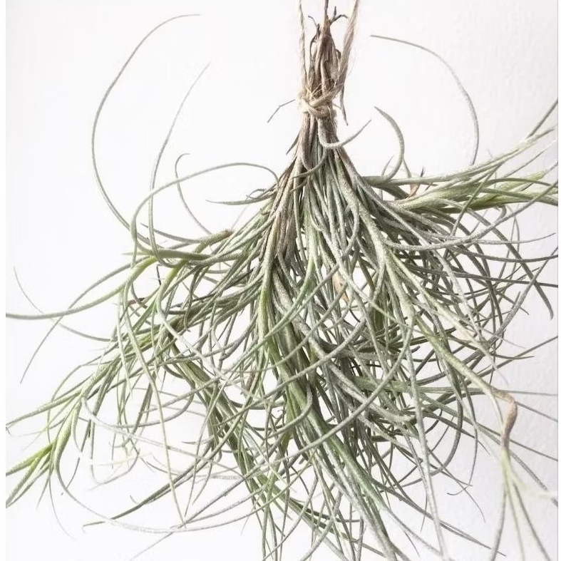 Tillandsia Kimberly (Usneoides x Recurvata) (air plants) / Tanaman Udara / Tanaman Tanpa Media Tanam