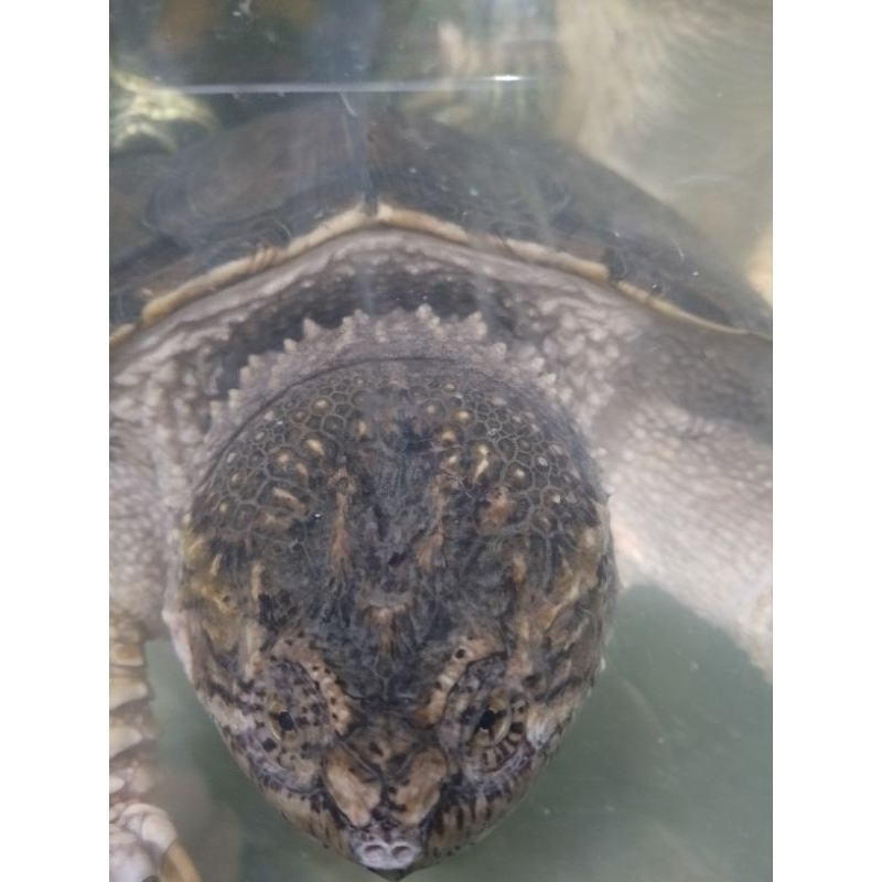 FST FLORIDA SNAPPING TURTLE bukan CST /  AST 21CM