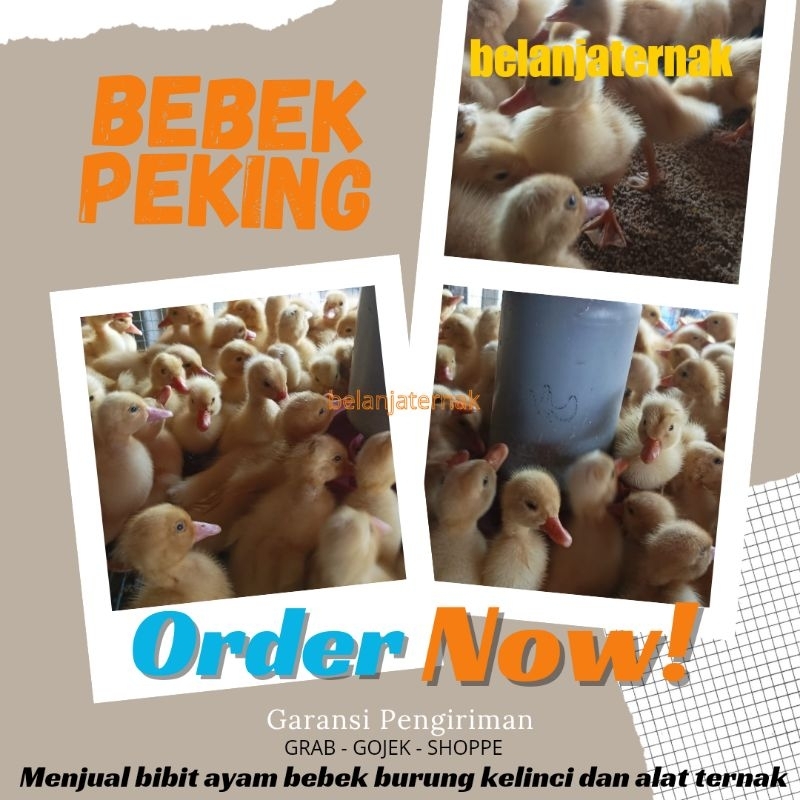 

Peking - Bebek Peking - Bebek Putih Pedaging