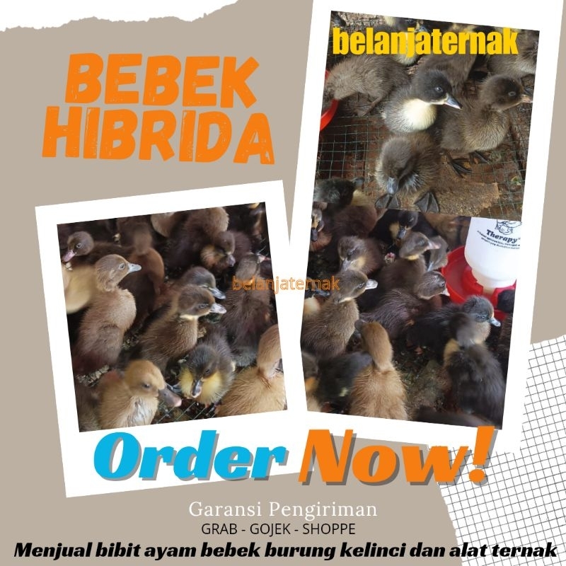 

Bebek Hibrida - Bebek Mendalungan - Bebek Pedaging Hibrida - Dod Hibrida