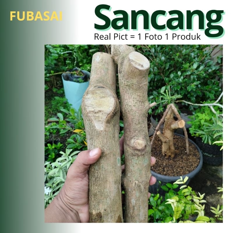 Bahan Bonsai Sancang Batang Besar