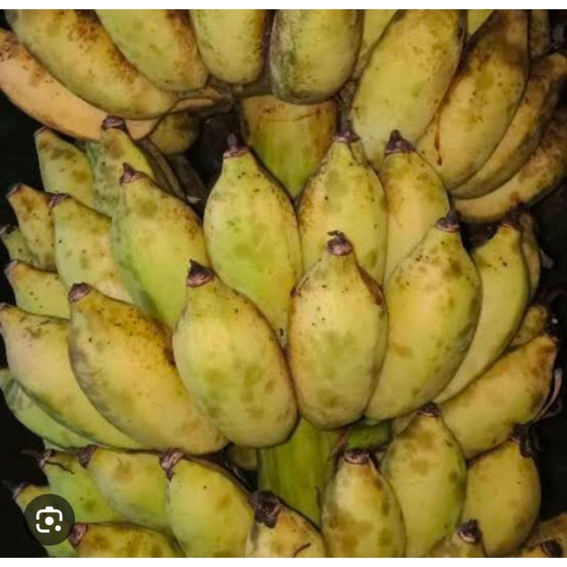 

Pisang Raja Bandung Uter Setengah Matang 1 Sisir Murah Fresh Segar Baru Petik
