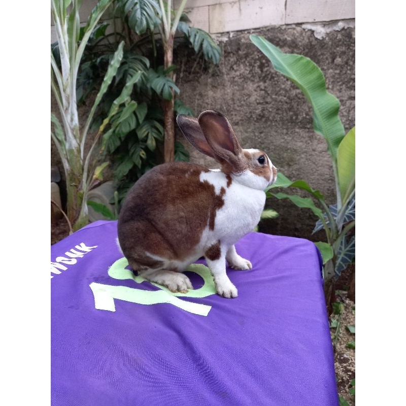 Kelinci Rex bulu karpet jantan dewasa (4).