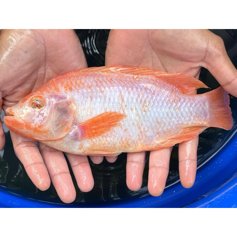 

ikan nila bangkok