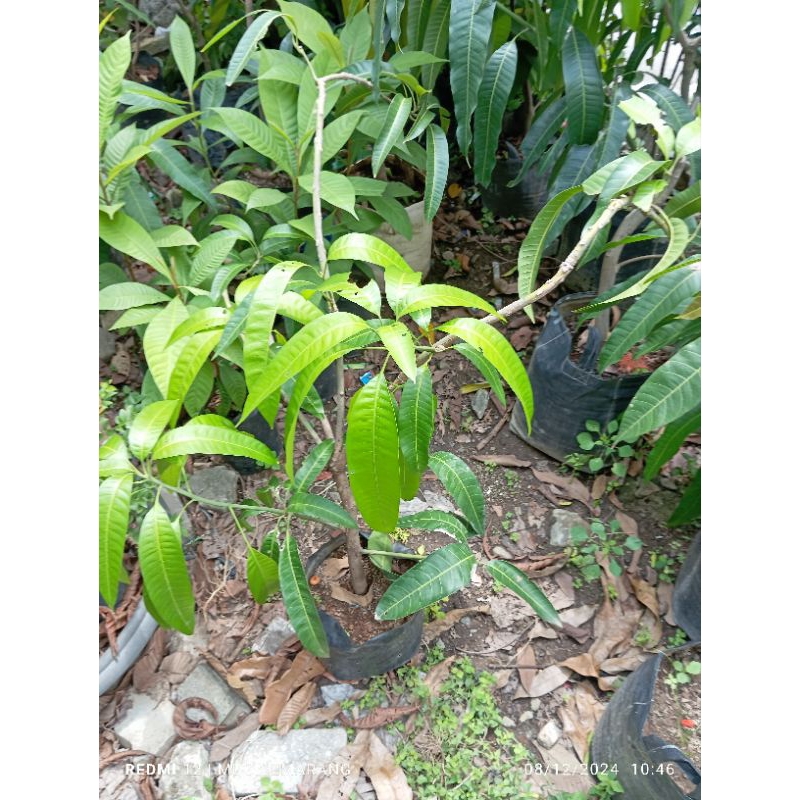 cangkokan mangga yuwen 6