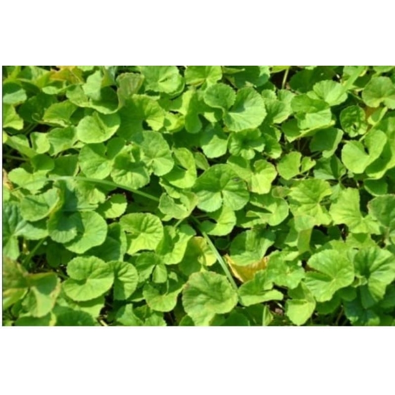 Daun pegagan siap tanam / bibit pegagan atau antanan / bibit antanan / bibit centella asiatica / bib