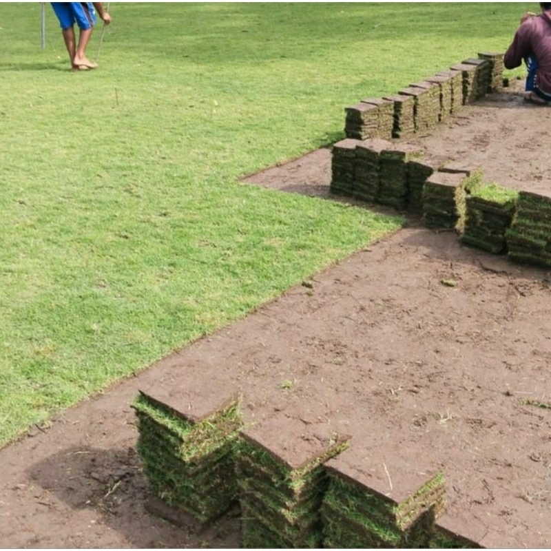 rumput jepang (indukan rumput jepang)