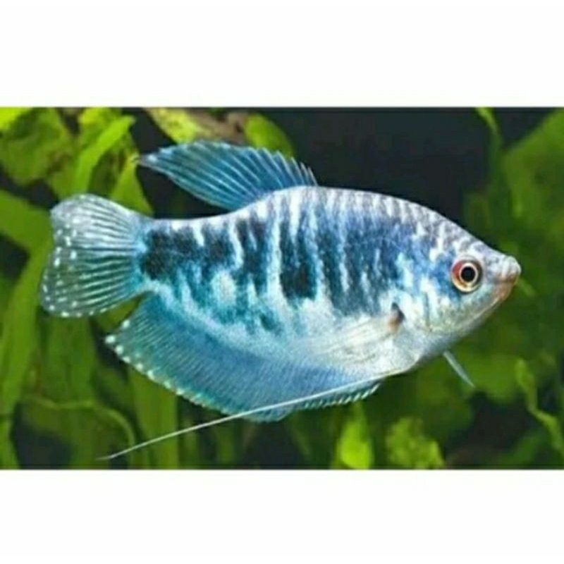 

HIASAN AQUARIUM - SEPAT ROSBY UKURAN 5-6 CM