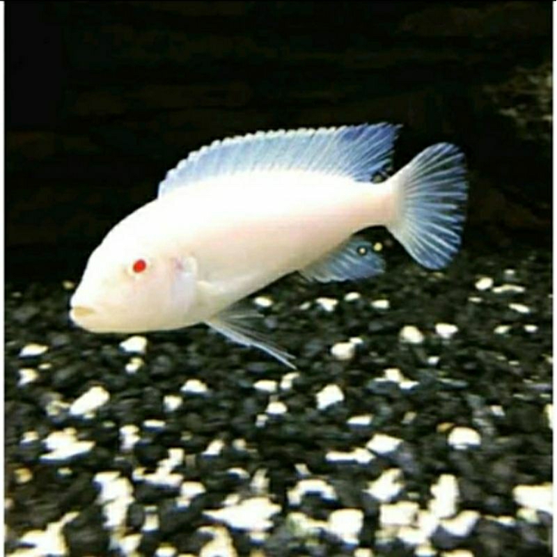 

HIASAN AQUARIUM-SNOW WHITE CHILID UKURAN 3 CM