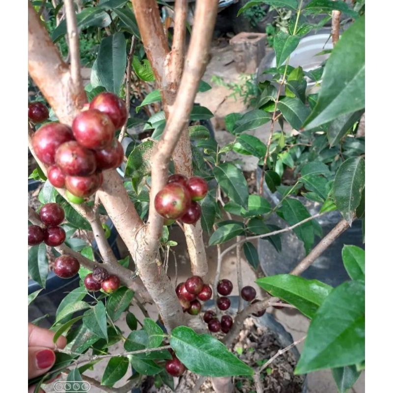 Bibit Anggur Brazil Red Escarlate Valid Super Unggul