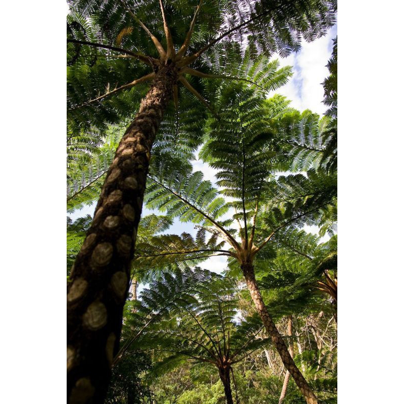 PAKIS MONYET/PAKIS KERA TINGGI 2 MTR