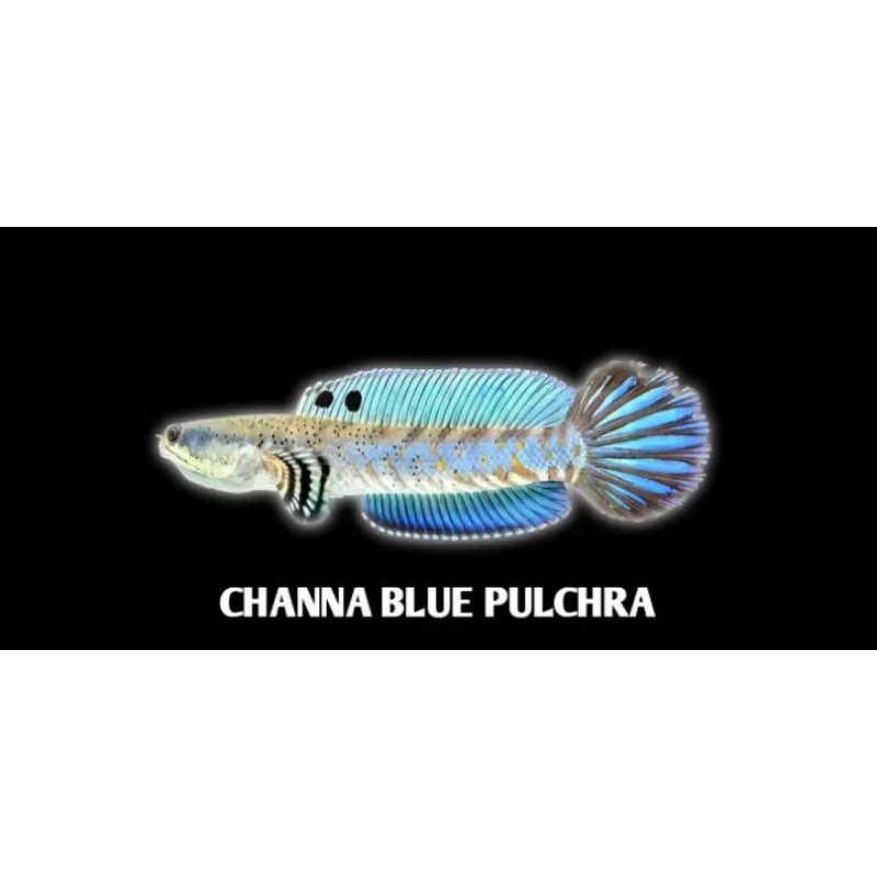 

BLUE PULCRA GRADE A+++