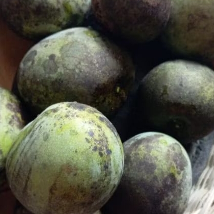 

JUAL MANGGA APEL MADU KEMASAN 1KILO