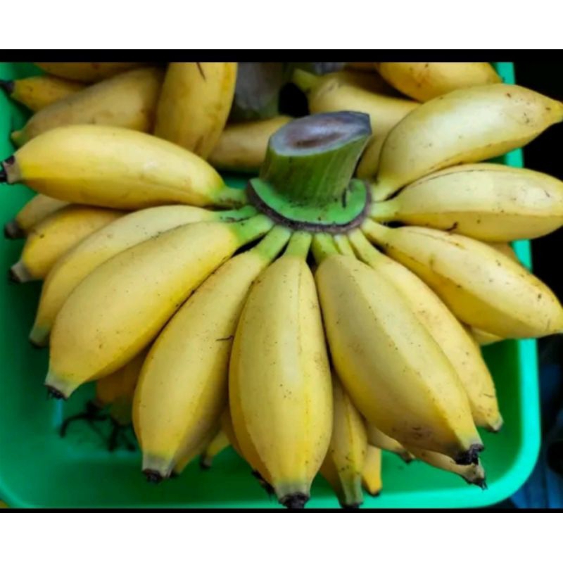 

Pisang barlin per sisir