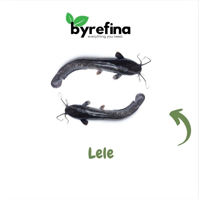 

Lele Fresh 500gr - 1kg Surabaya / Byrefina