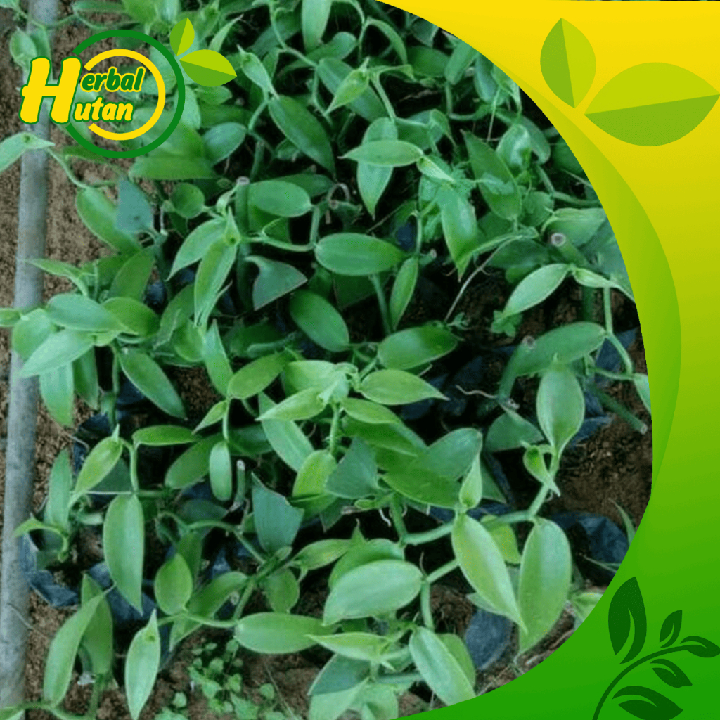 bibit vanili unggul stek batang vanili fressh