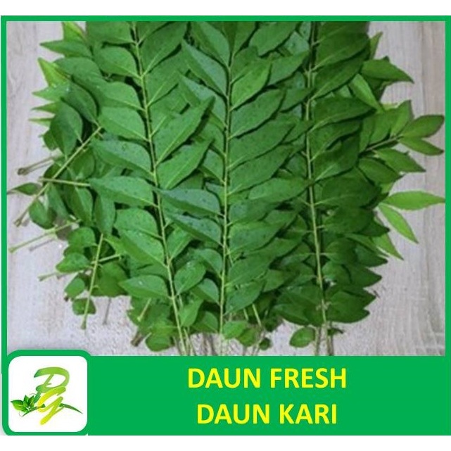 

PEERINA DAUN FRESH - Daun Kari Fresh Daun Salam Koja Temurui Asli Dari Kebun Sendiri