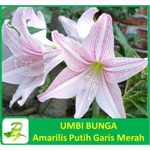 PEERINA UMBI BUNGA - Umbi Bunga Amarilys Amarilis Putih Garis Merah