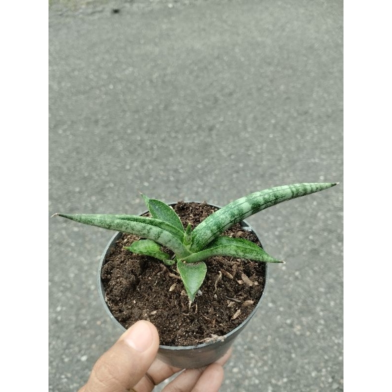 Sansievera tanduk kambing