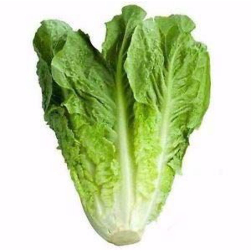 

Selada Romaine Lettuce 500gr