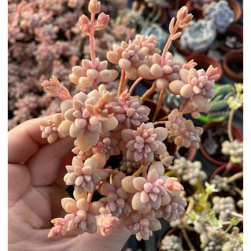 bibit daun graptosedum mirinae sukulen impor