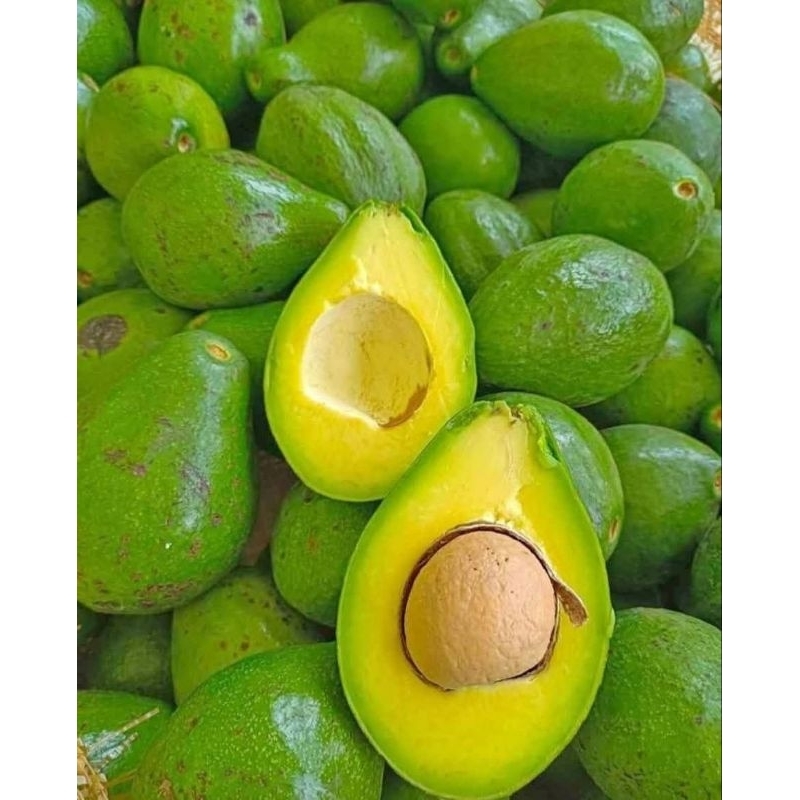 

ALPUKAT MENTEGA 1 KG