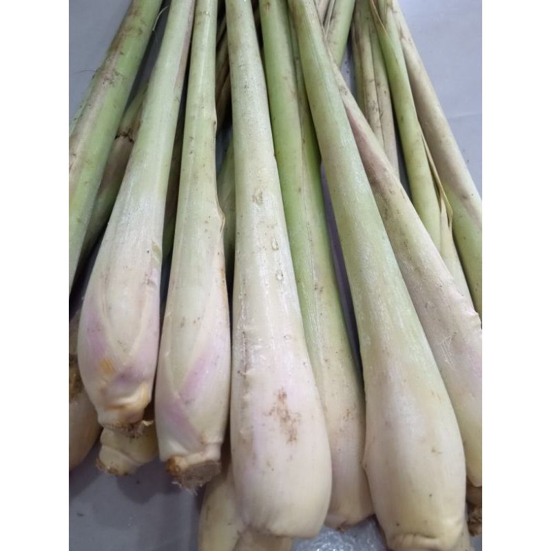 

Serai untuk bumbu masakan dan campuran obat herbal alami