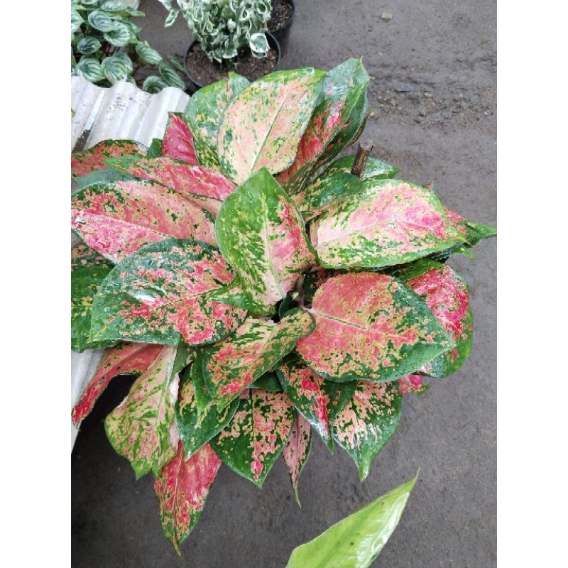 aglo kocin tembaga klasik rimbun besar