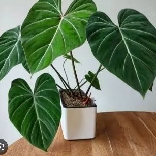 philo gloriosum daun 2-3