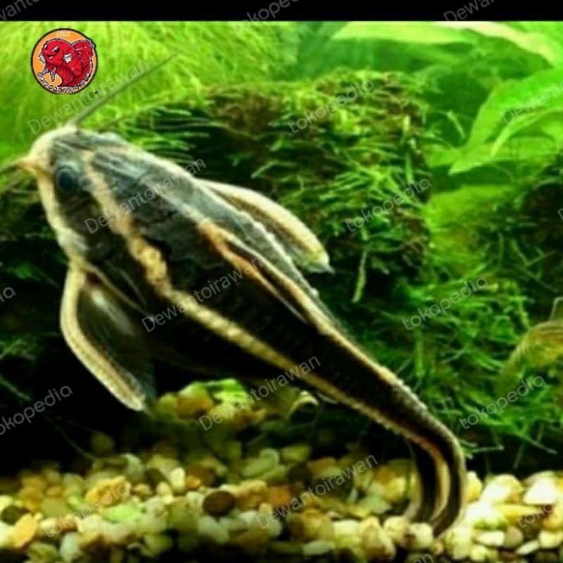 

PLATY DORAS UKURAN 3-4 CM_KADO AQUARIUM