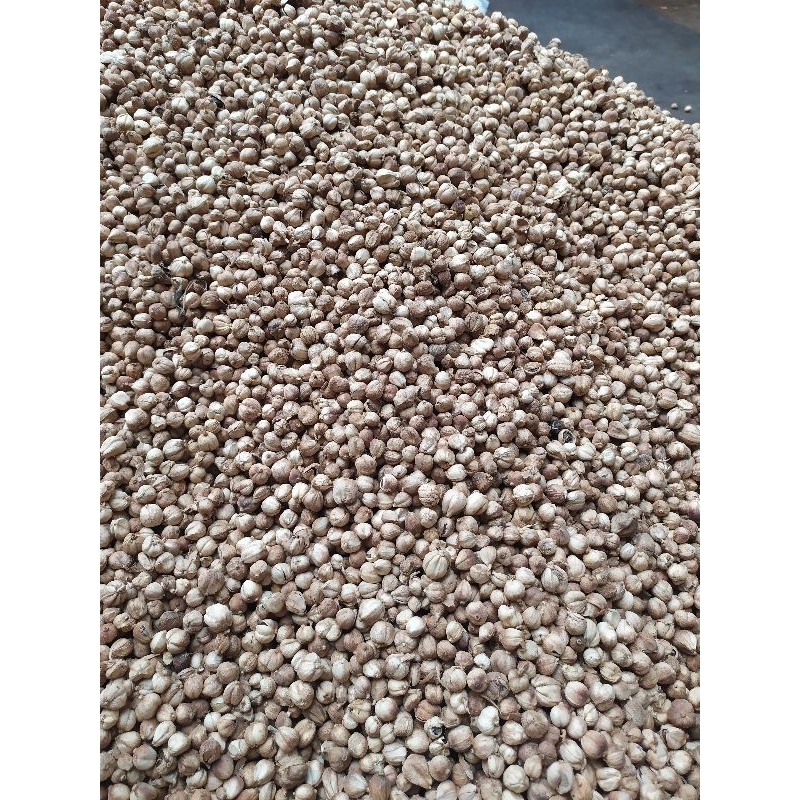 

Kapulaga 500gr Jawa lokal kapol kapologo murah