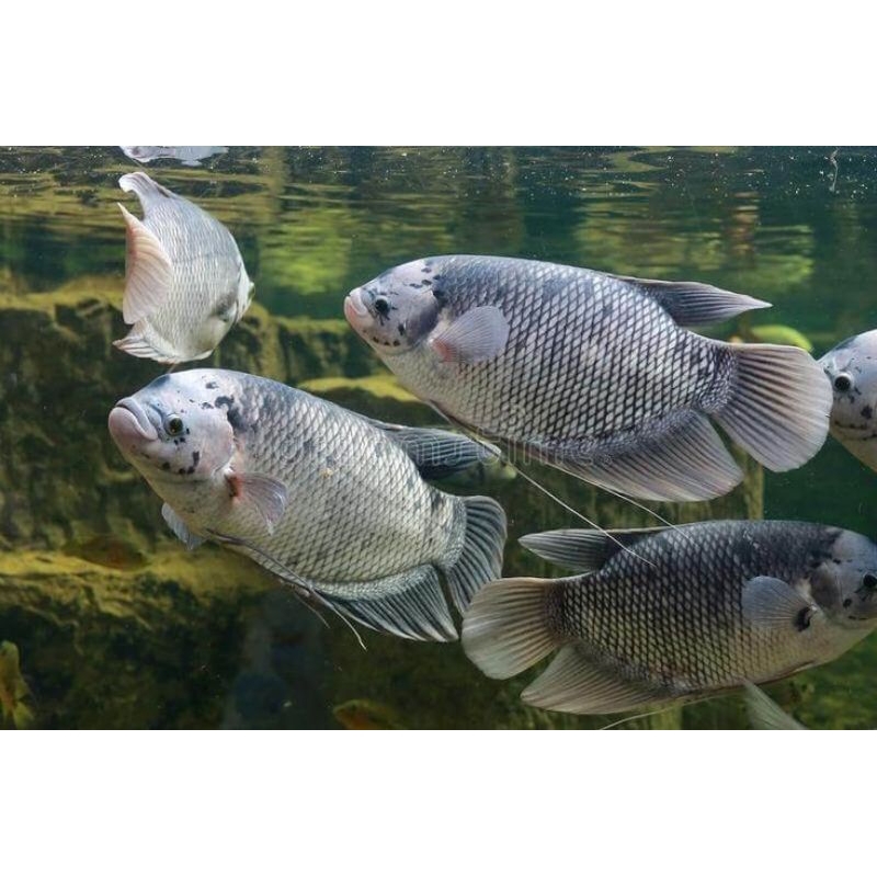 Livvicstore Mulvite Multivitamin Ternak Ikan Gurame Vitamin Ikan Gurame, Vitamin Probiotik Ikan